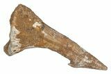 Fossil Sawfish (Onchopristis) Rostral Barb - Morocco #219901-1